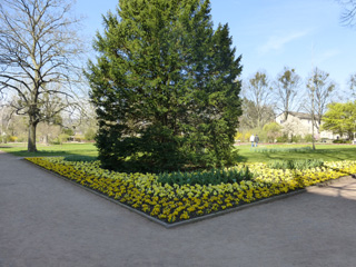 Blumen im Schachgarten